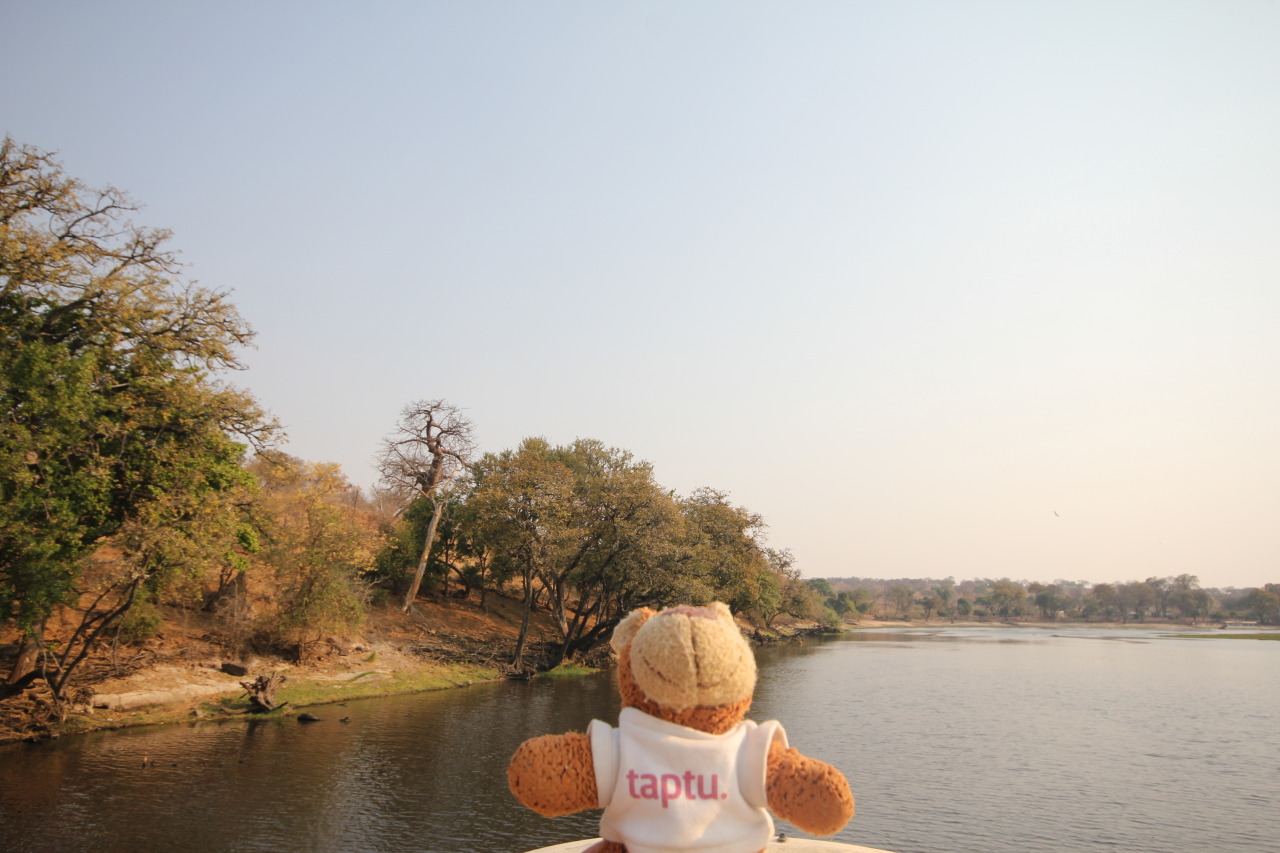 Bearaptu swam down Chobe Riverfront to bother a few hippos.