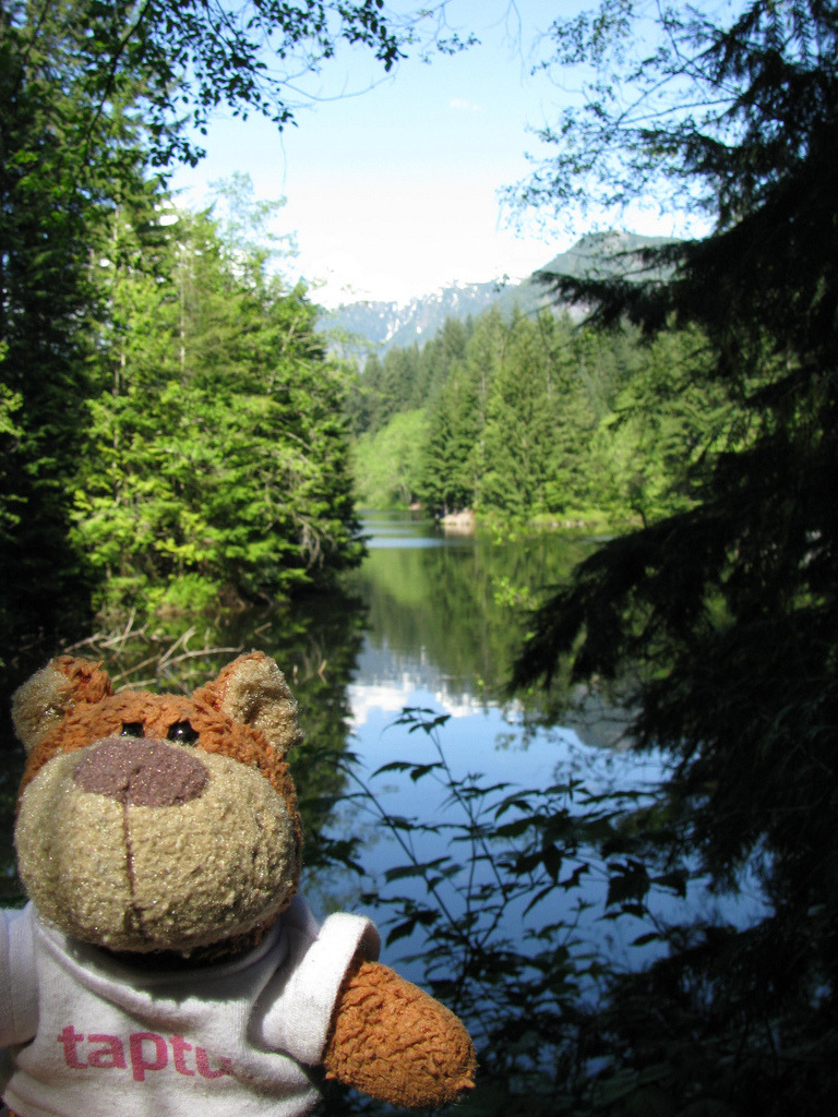 Bearaptu at Lynn Canyon Looking at mountains, growling at stuff.